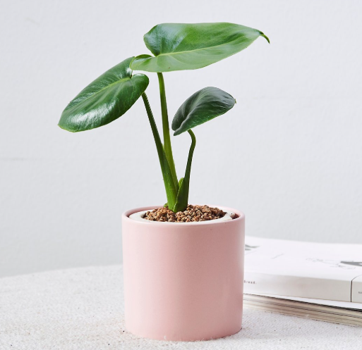 몬스테라