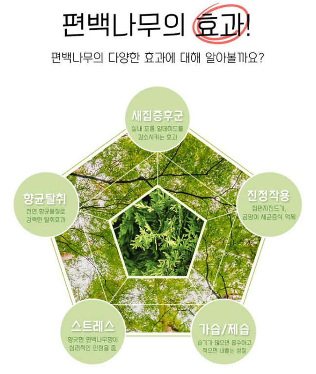편백나무 효과