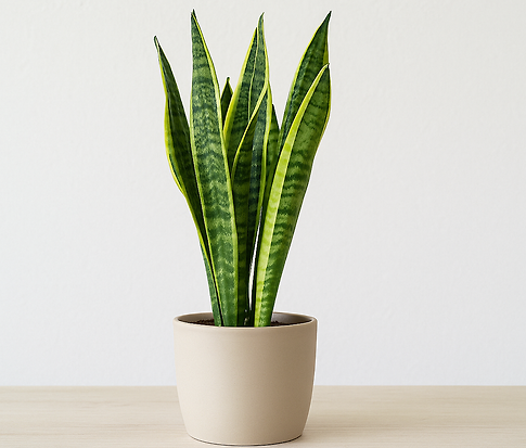 반려식물 스투키