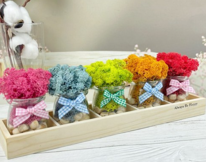 Read more about the article 스칸디아모스 공기정화식물 편백 쁘띠 5종세트 후기｜관리 필요 없는 힐링 인테리어 소품 리뷰