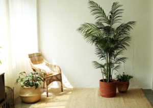 Read more about the article 집에서 키우기 좋은 식물 추천: 초보도 성공하는 반려식물 가이드