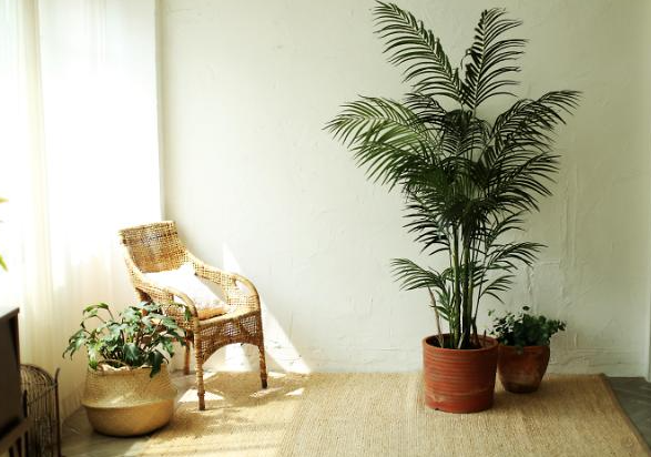 집에서 키우기 좋은 식물