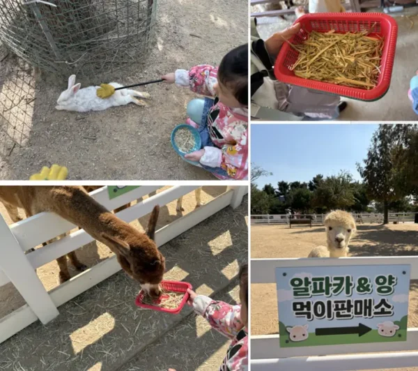안성 팜랜드 승마체험, 6살 딸과 10월에 다녀온 후기_동물 먹이주기